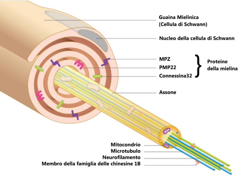 Neurone proteine e strutture coinvolte nella Charcot-Marie-Tooth CMT