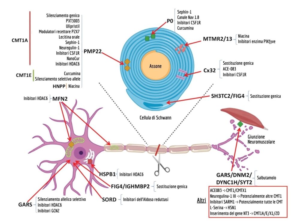 Diagramma con neurone e nuovi farmaci in sviluppo per il trattamento delle varie forme di Charcot-Marie-Tooth